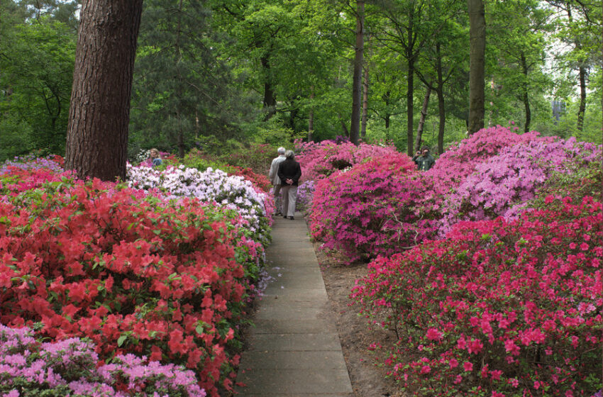 Bremen: So erstrahlt der Rhododendronpark bei Light Up! ab Freitag